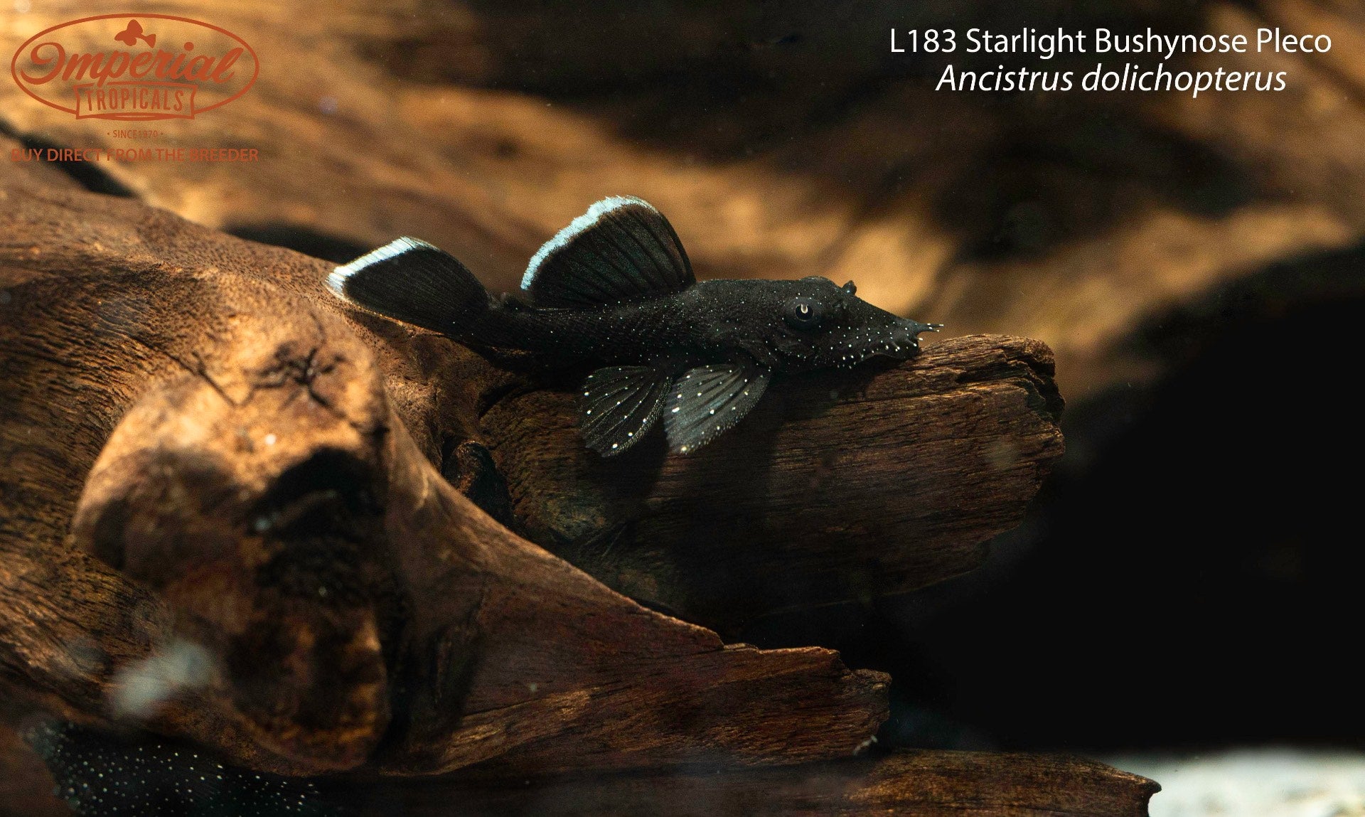 L183 Starlight Bushynose Pleco