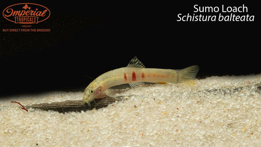 Sumo Loach