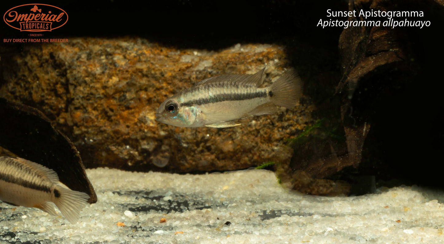 Sunset Apistogramma