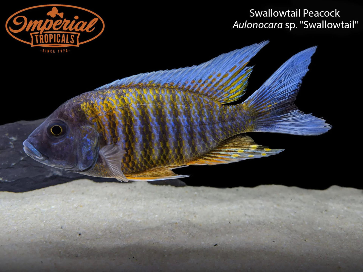 BOGO Swallowtail Peacock
