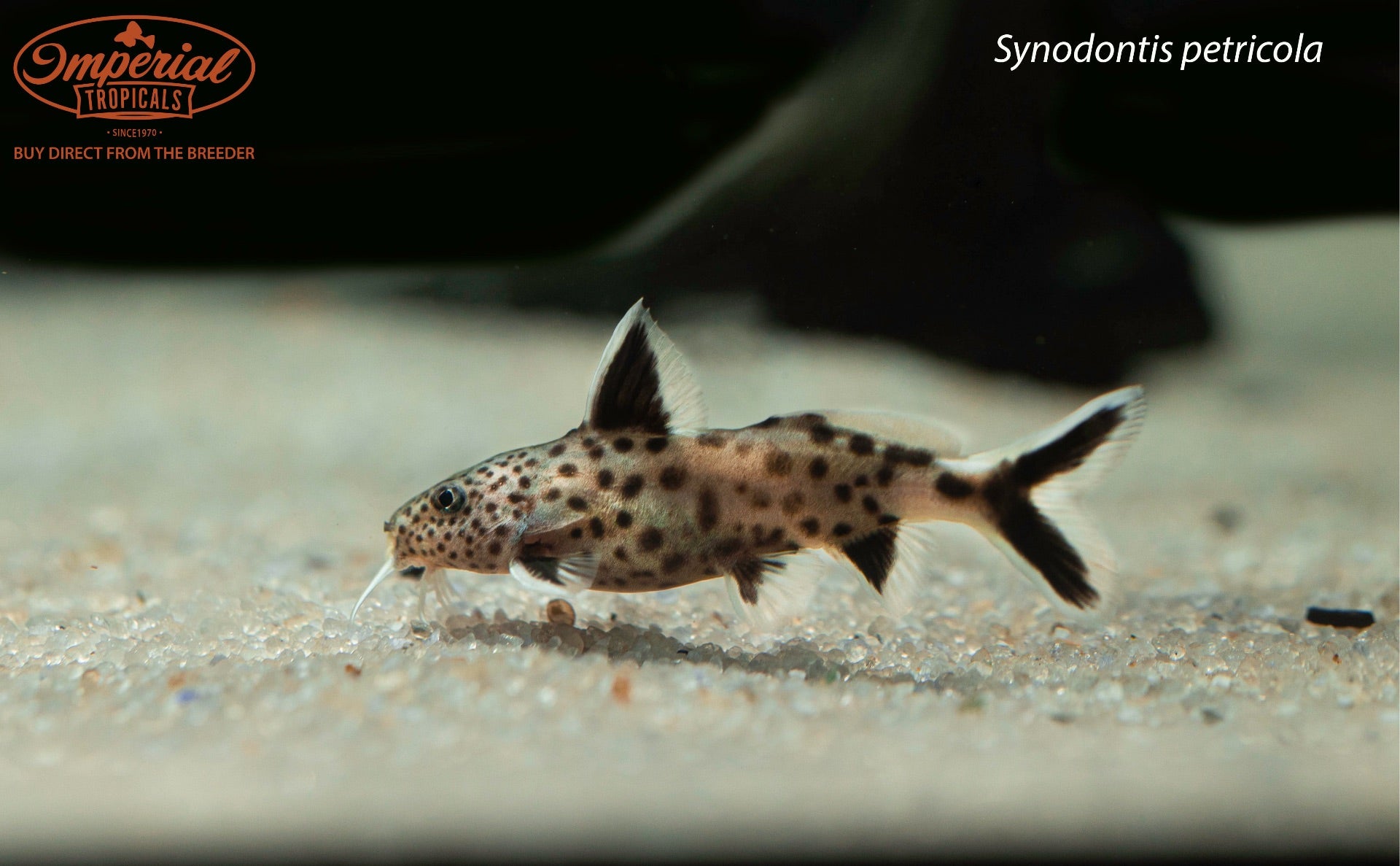 Synodontis petricola