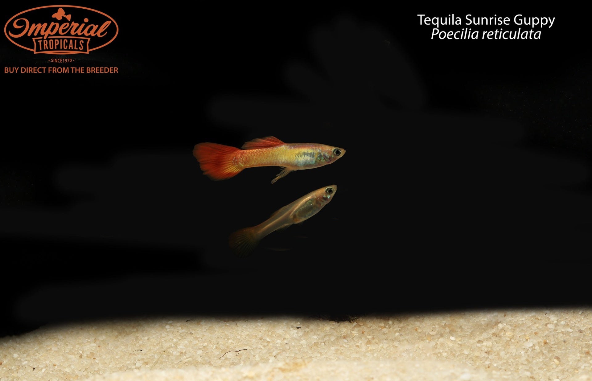 Tequila Sunrise Guppy