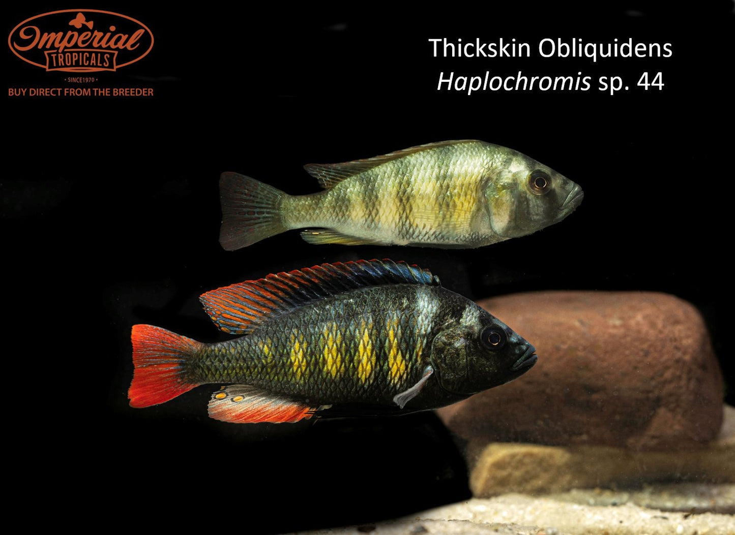 BOGO Thickskin Obliquidens