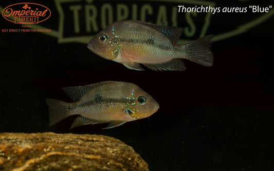 Thorichthys aureus "Blue"