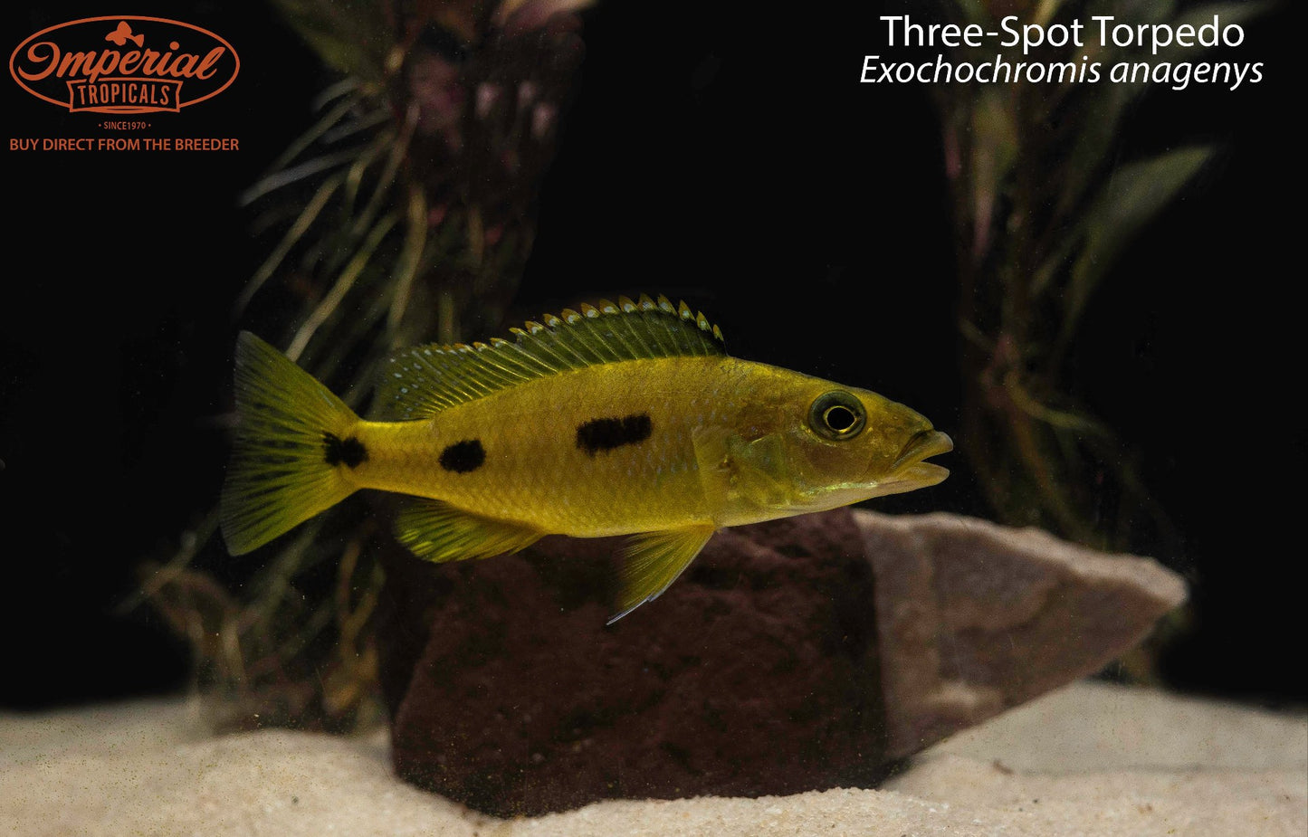 Three-Spot Torpedo Hap