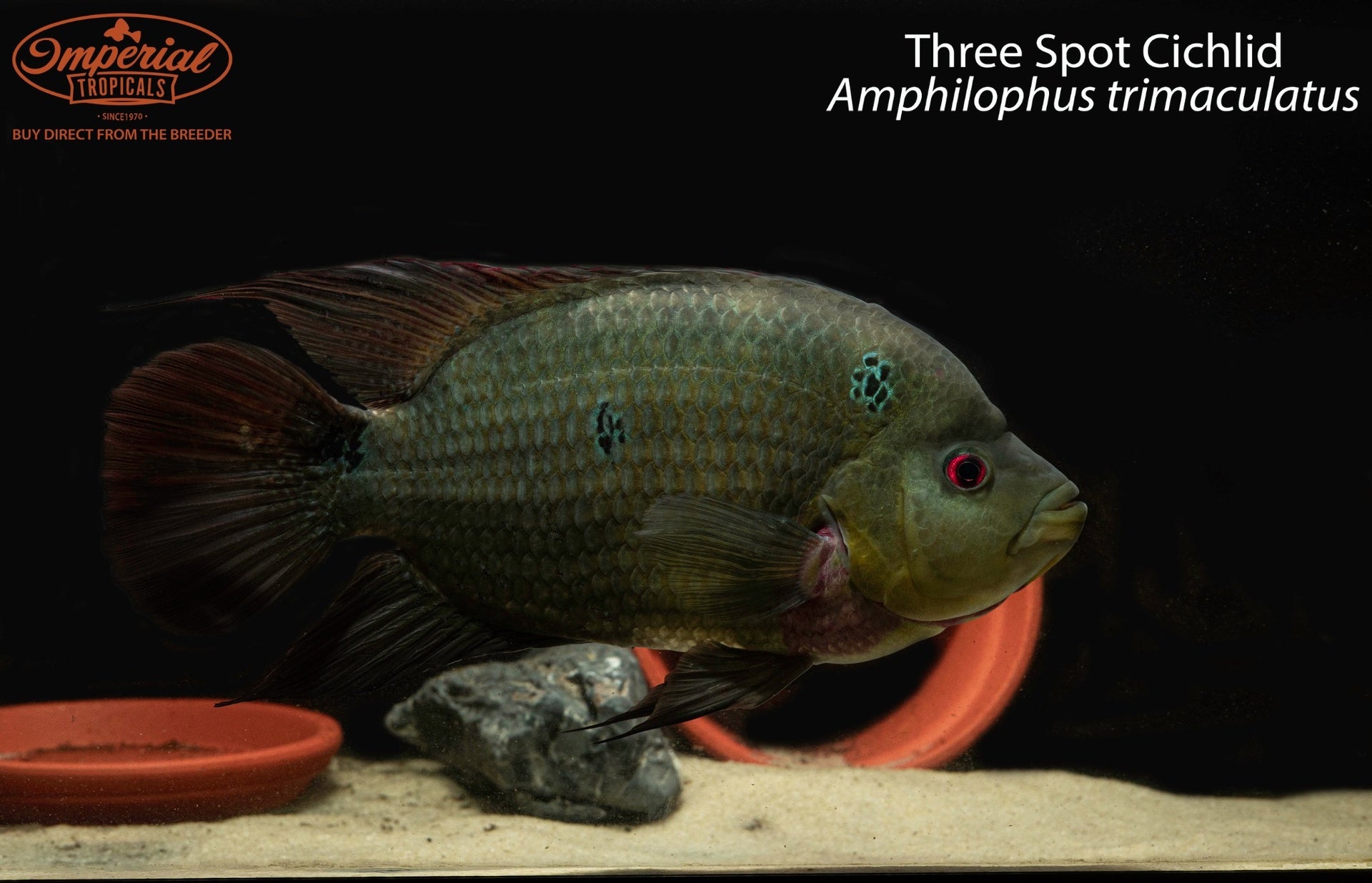 Three Spot Cichlid
