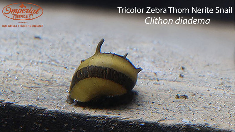 Tricolor Zebra Thorn Nerite Snail