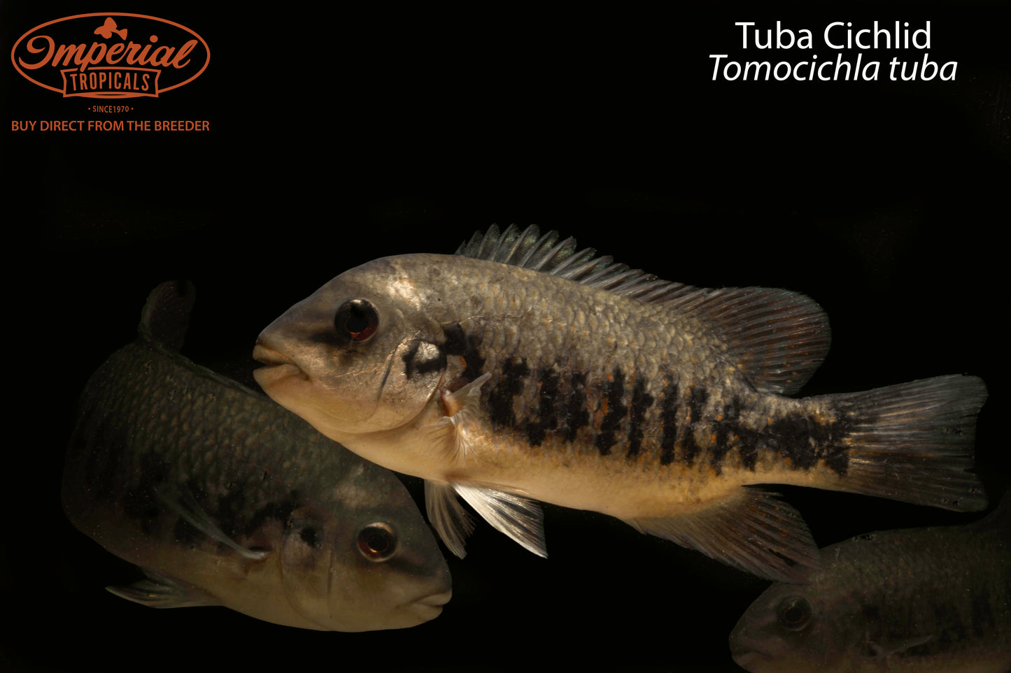 Tuba Cichlid