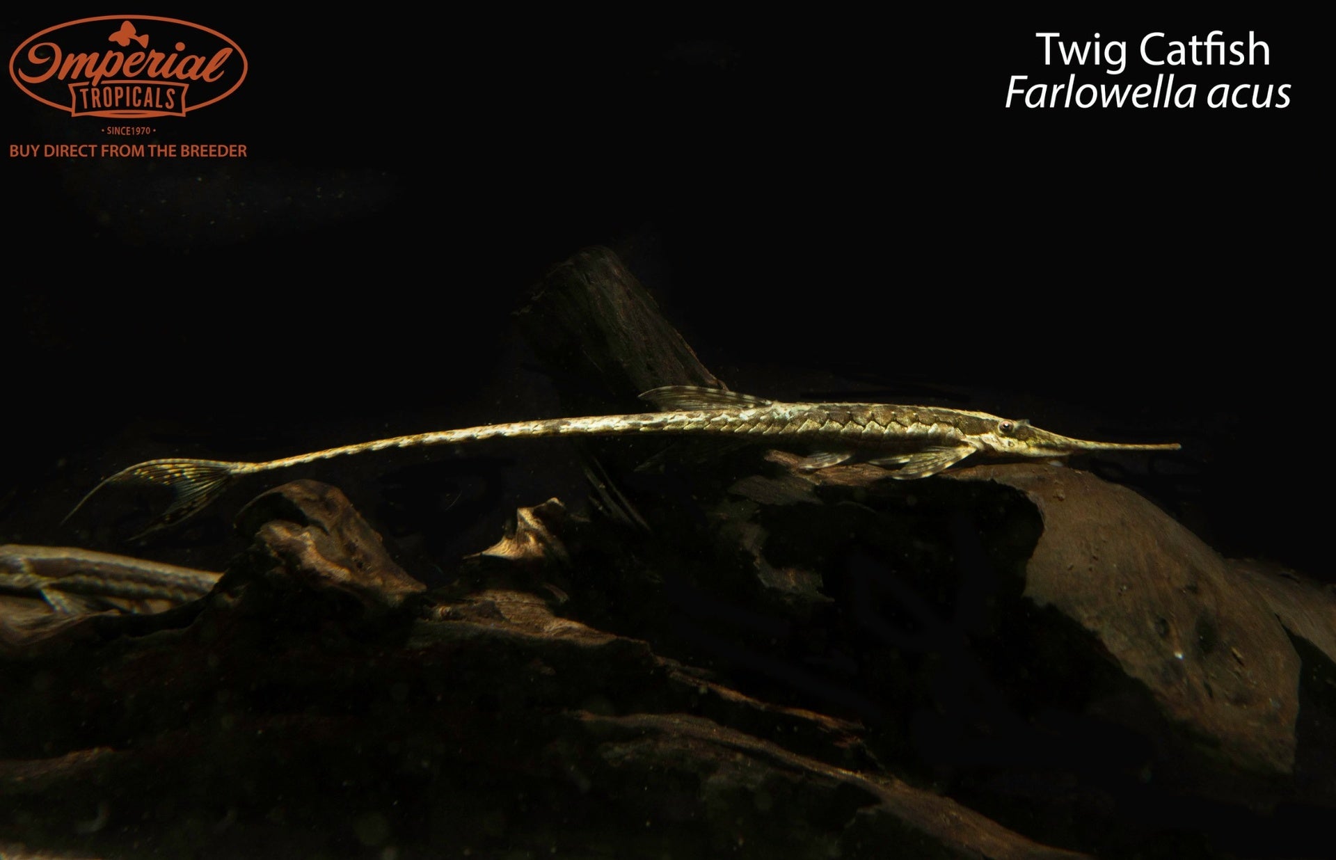 Twig Catfish " Unsexed