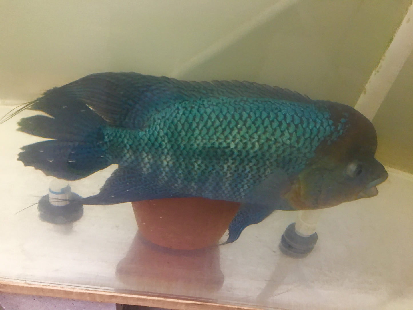 Umbee Cichlid