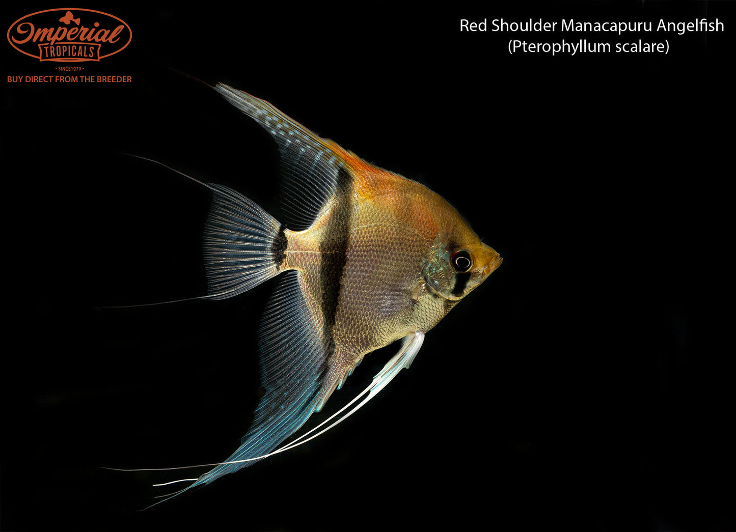 Red Shoulder Manacapuru Angelfish