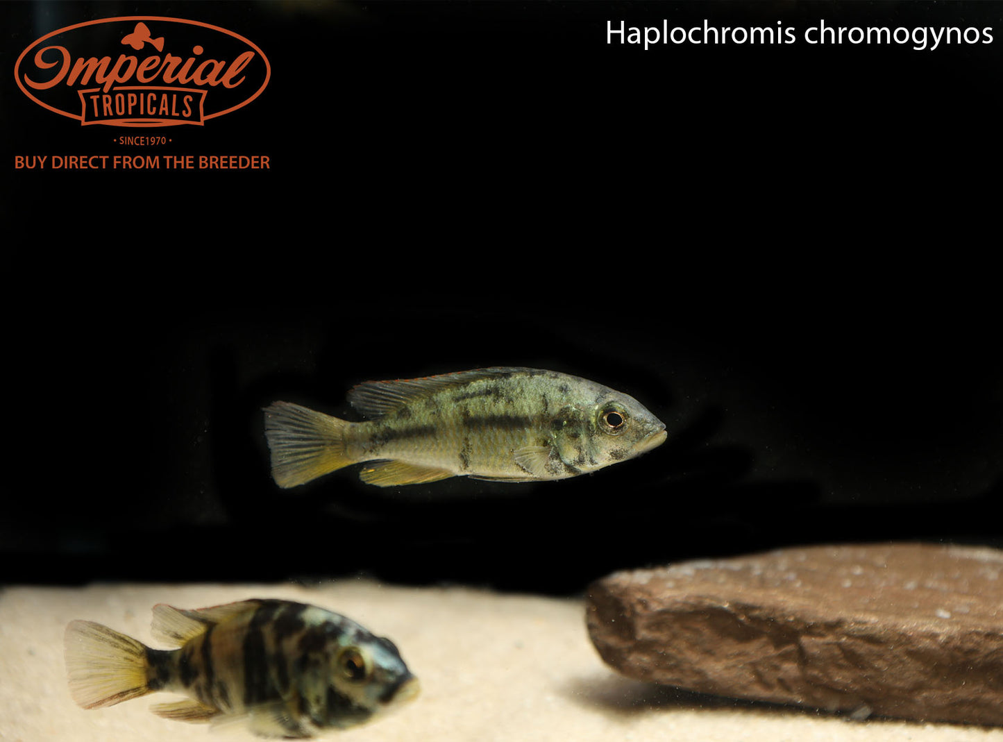 Haplochromis chromogynos