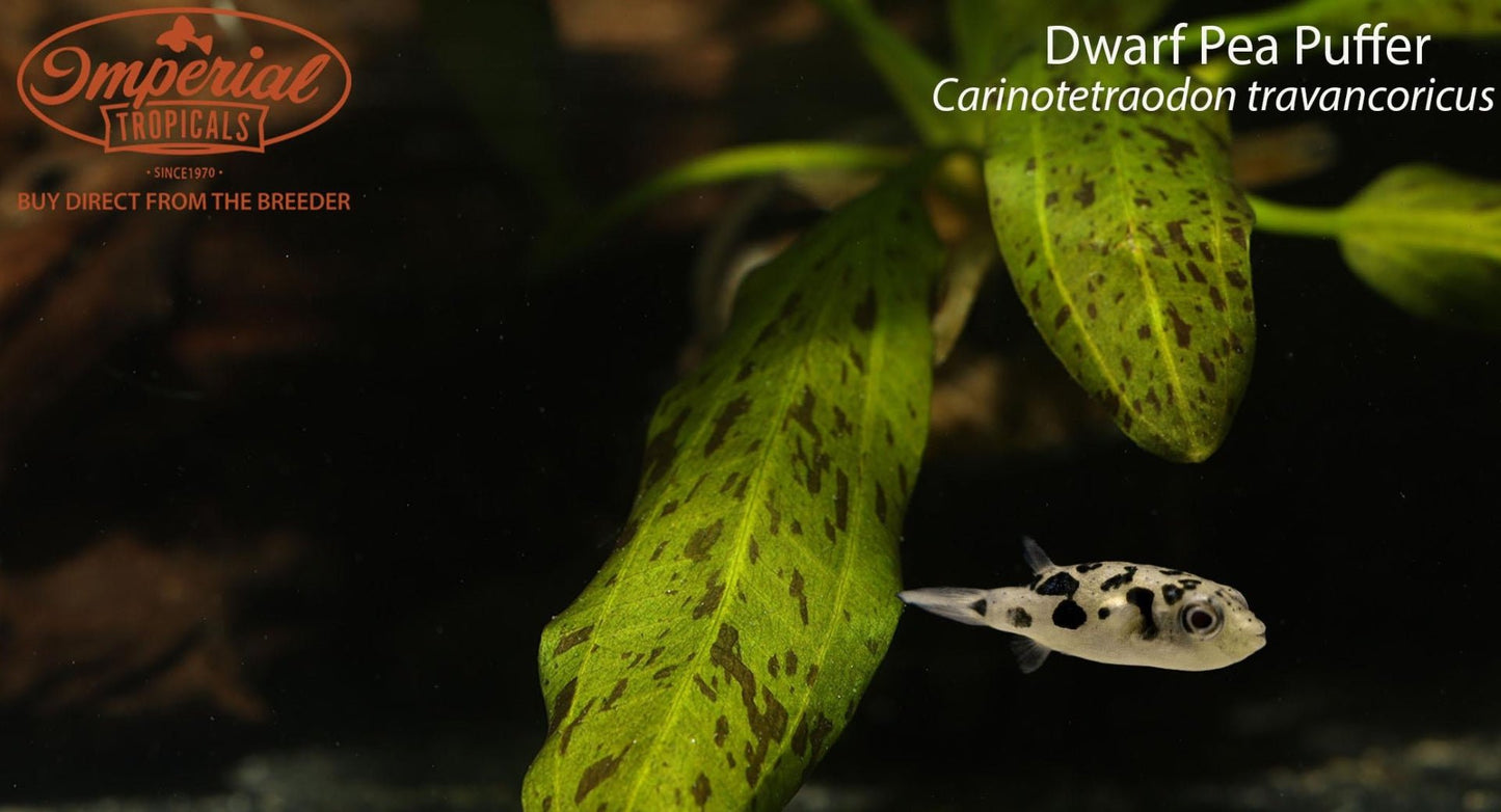 Dwarf Pea Puffer