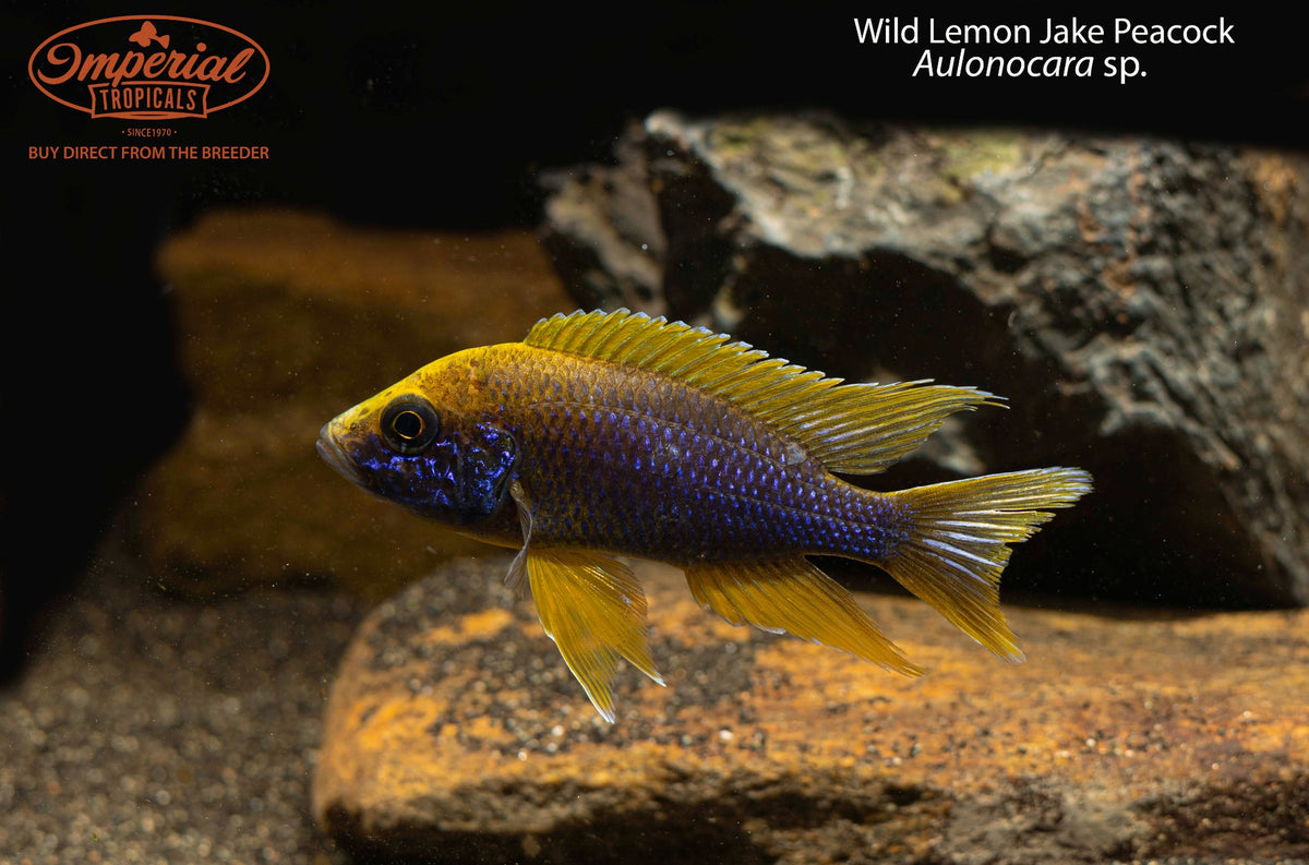 Lemon Jake Peacock