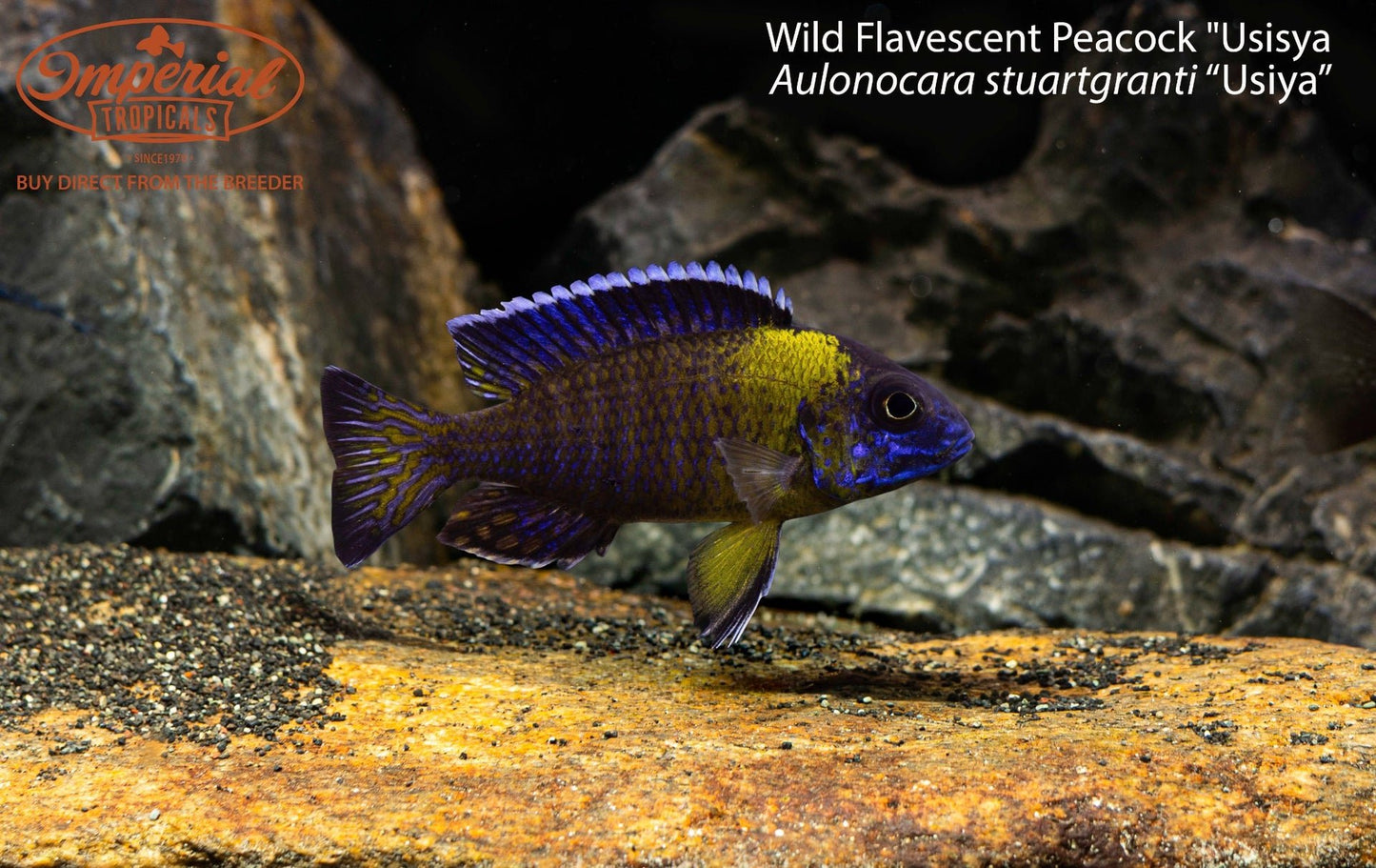Flavescent Peacock "Usisya"