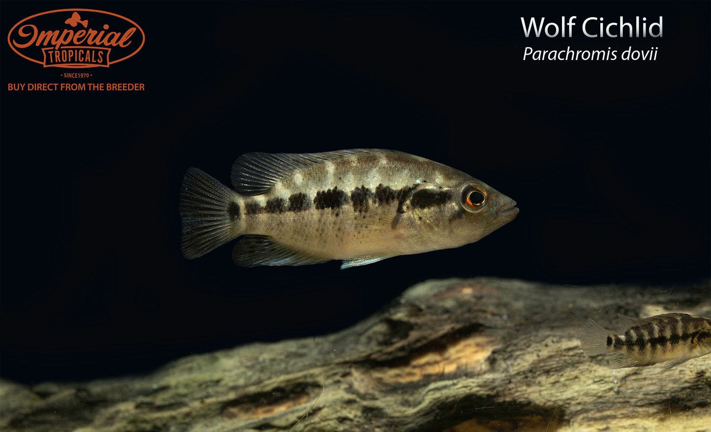 Wolf Cichlid