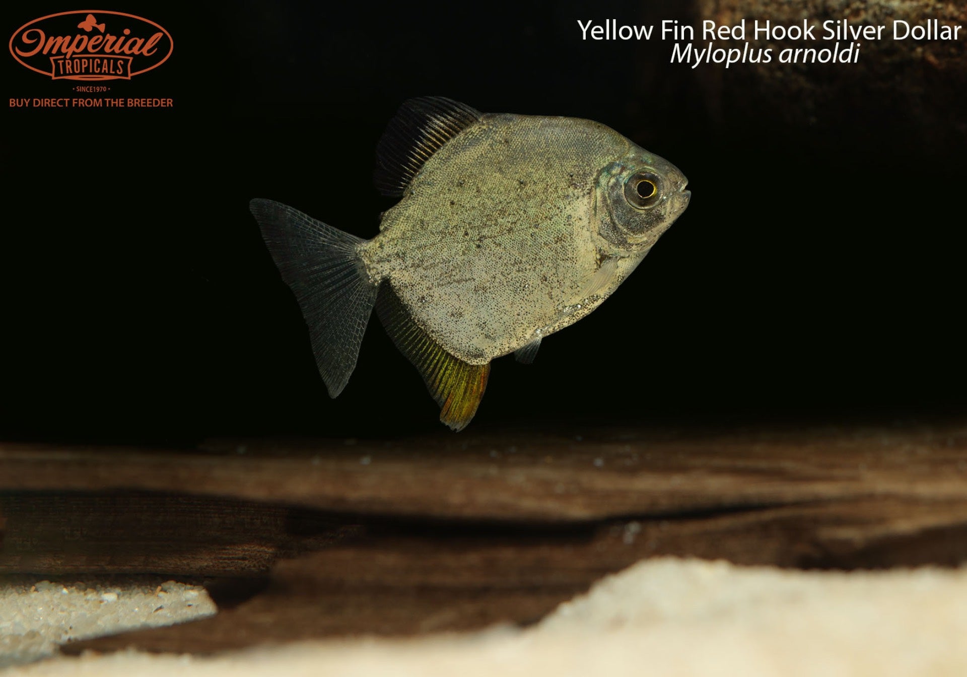 buy red hook silver dollar fish Yellow Fin Red Hook Silver Dollar (Myloplus arnoldi)