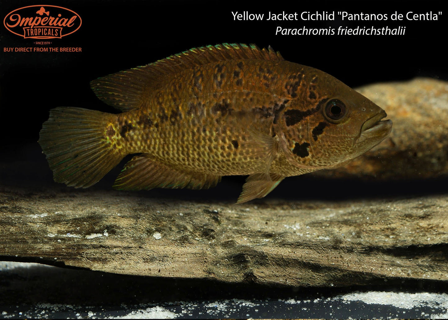 Yellow Jacket Cichlid "Pantanos de Centla"