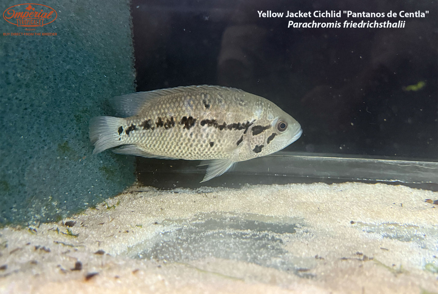 Yellow Jacket Cichlid "Pantanos de Centla"