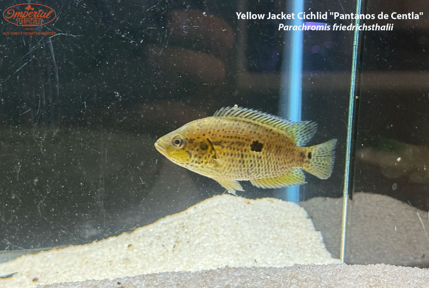 Yellow Jacket Cichlid "Pantanos de Centla"