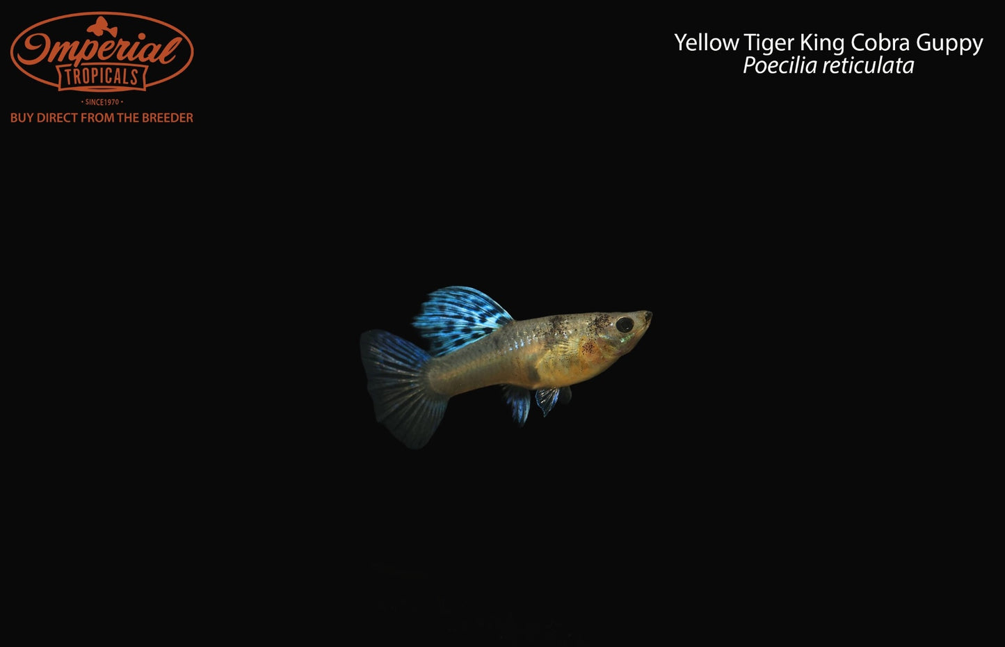 Yellow Tiger King Cobra Guppy (Poecilia reticulata)