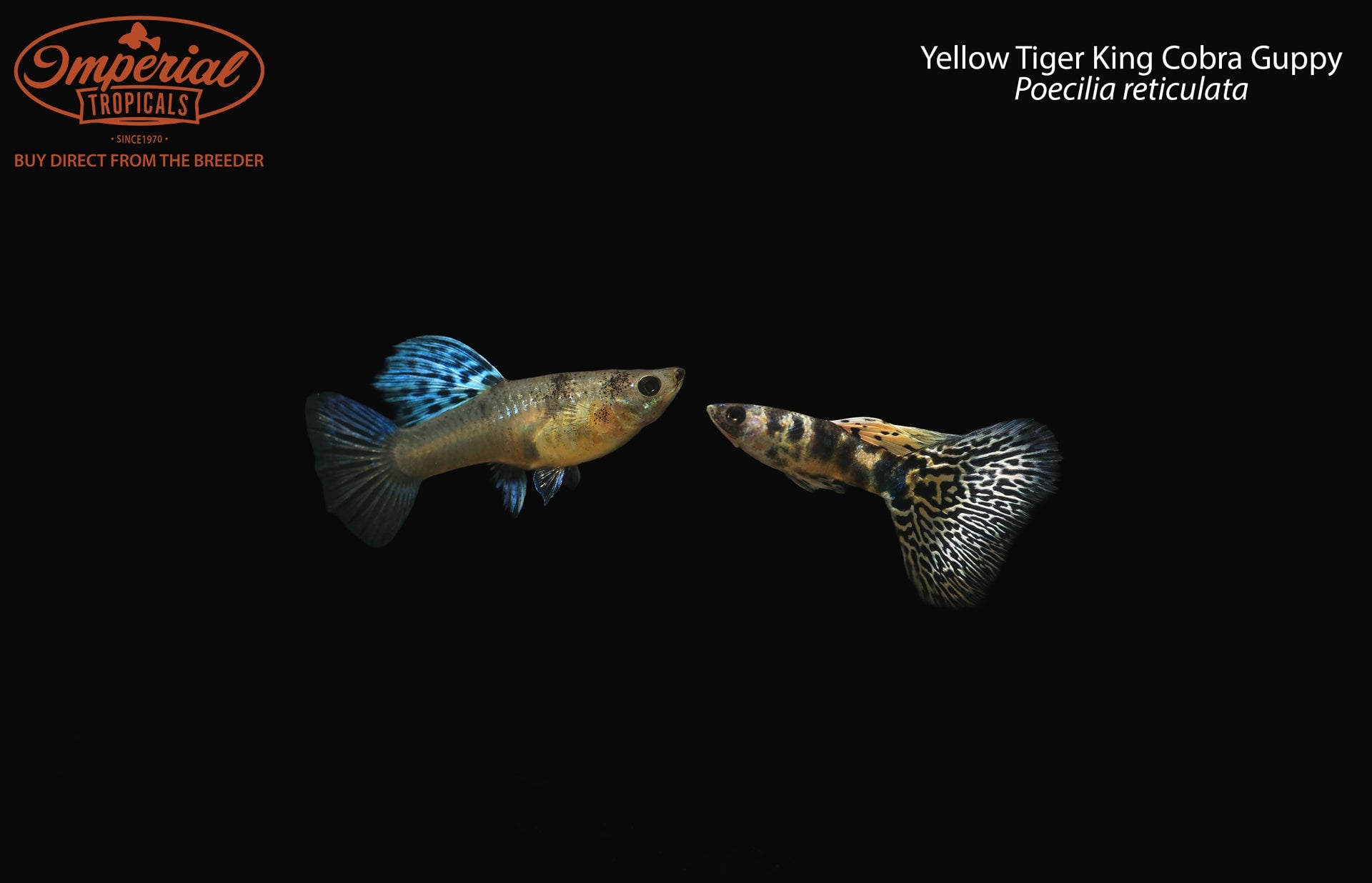 Yellow Tiger King Cobra Guppy