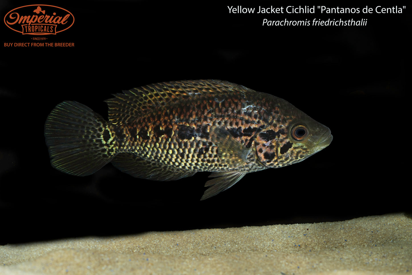Yellow Jacket Cichlid "Pantanos de Centla"