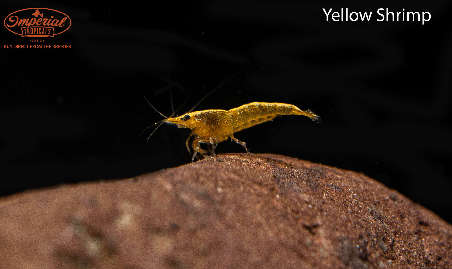 Yellow Shrimp