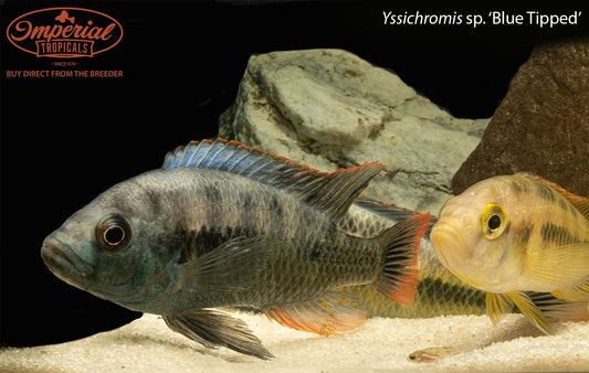 Yssichromis sp. ‘Blue Tipped’