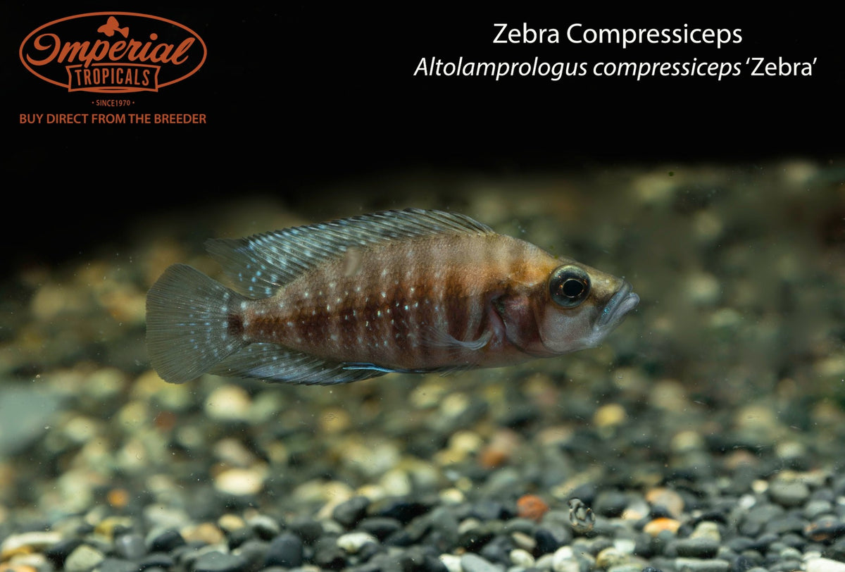Zebra Compressiceps (Altolamprologus compressiceps ‘Zebra’)