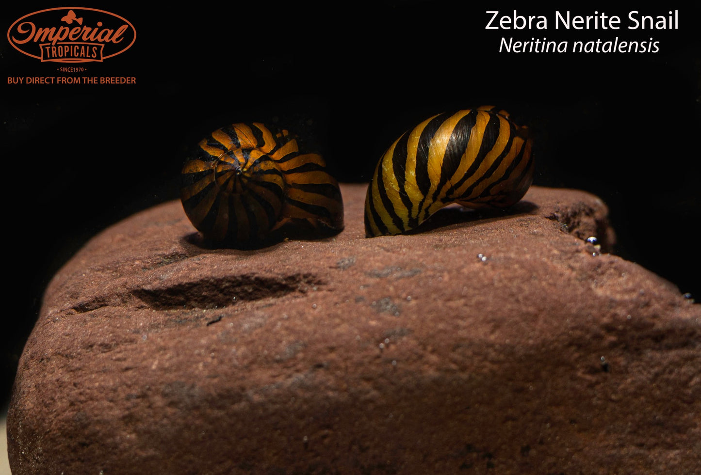Zebra Nerite Snail