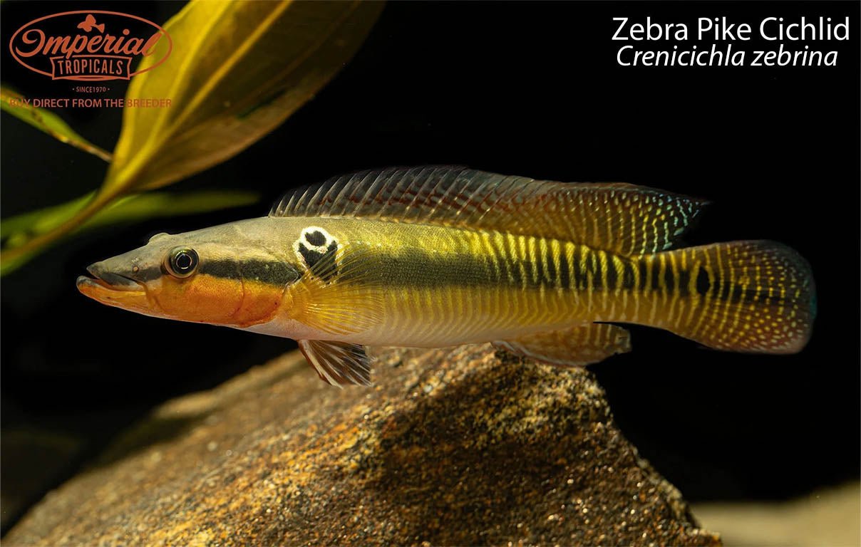 Zebra Pike Cichlid