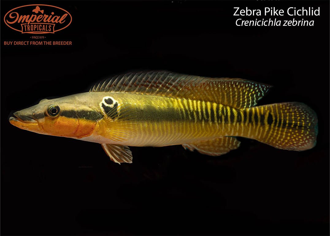 Zebra Pike Cichlid