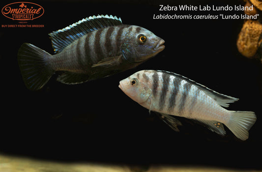 Zebra White Lab Lundo Island