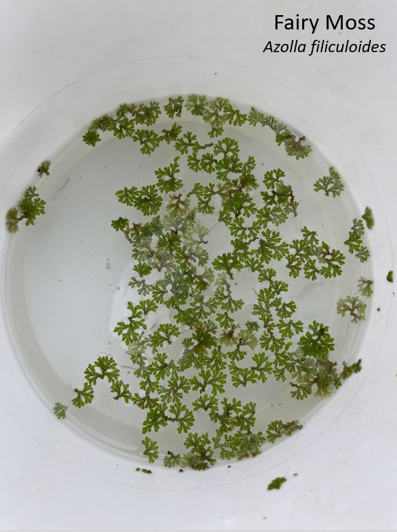 BOGO Fairy Moss
