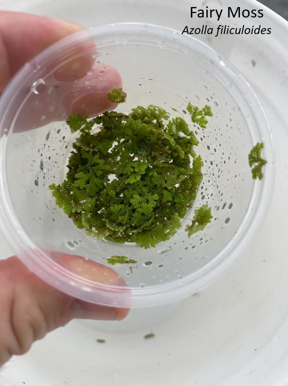 BOGO Fairy Moss