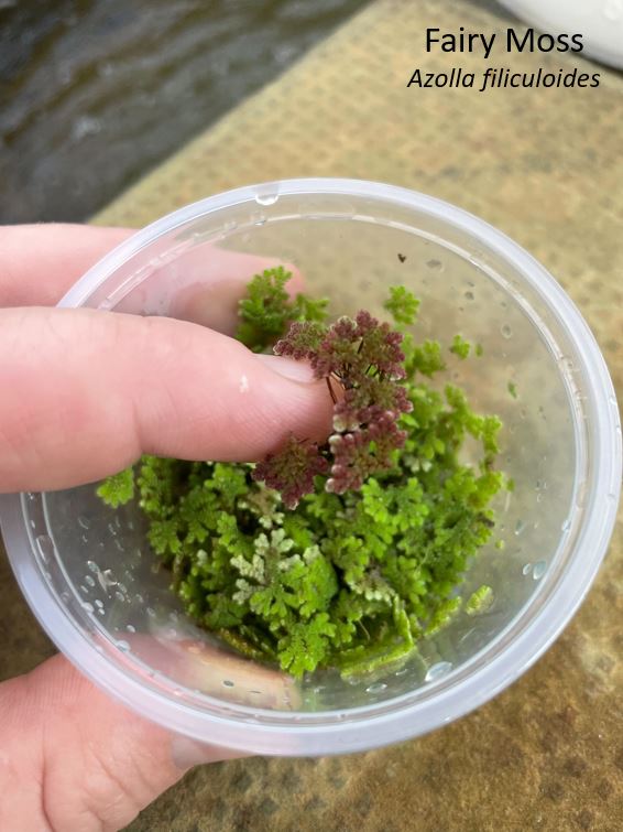 BOGO Fairy Moss