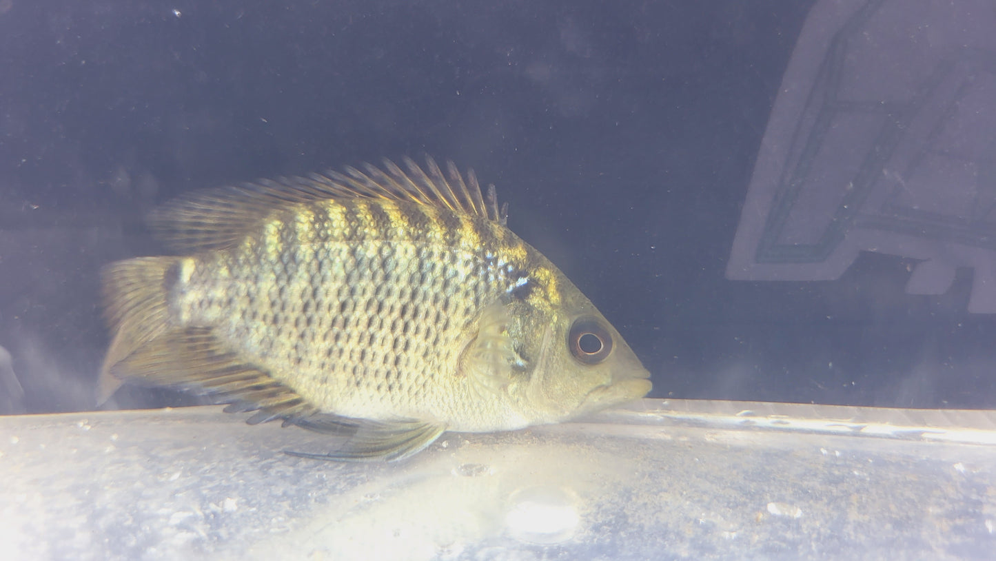 Krauss' Basketmouth Cichlid