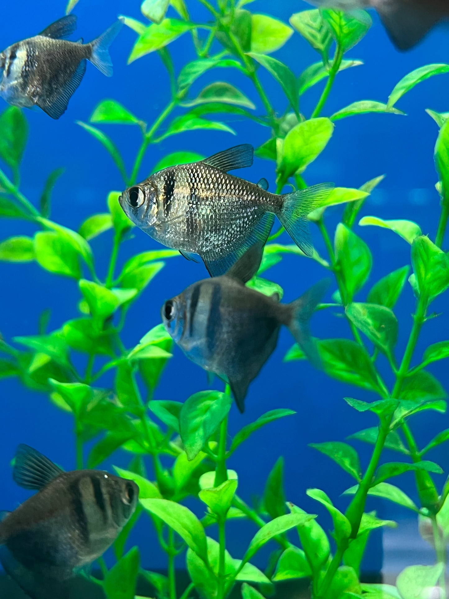 Black Skirt Tetra
