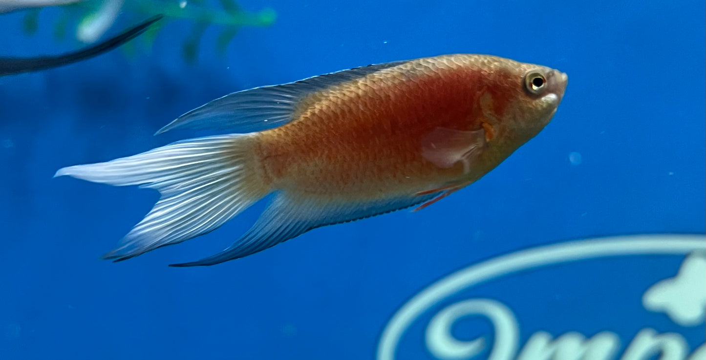 Blue Flame Paradise Gourami