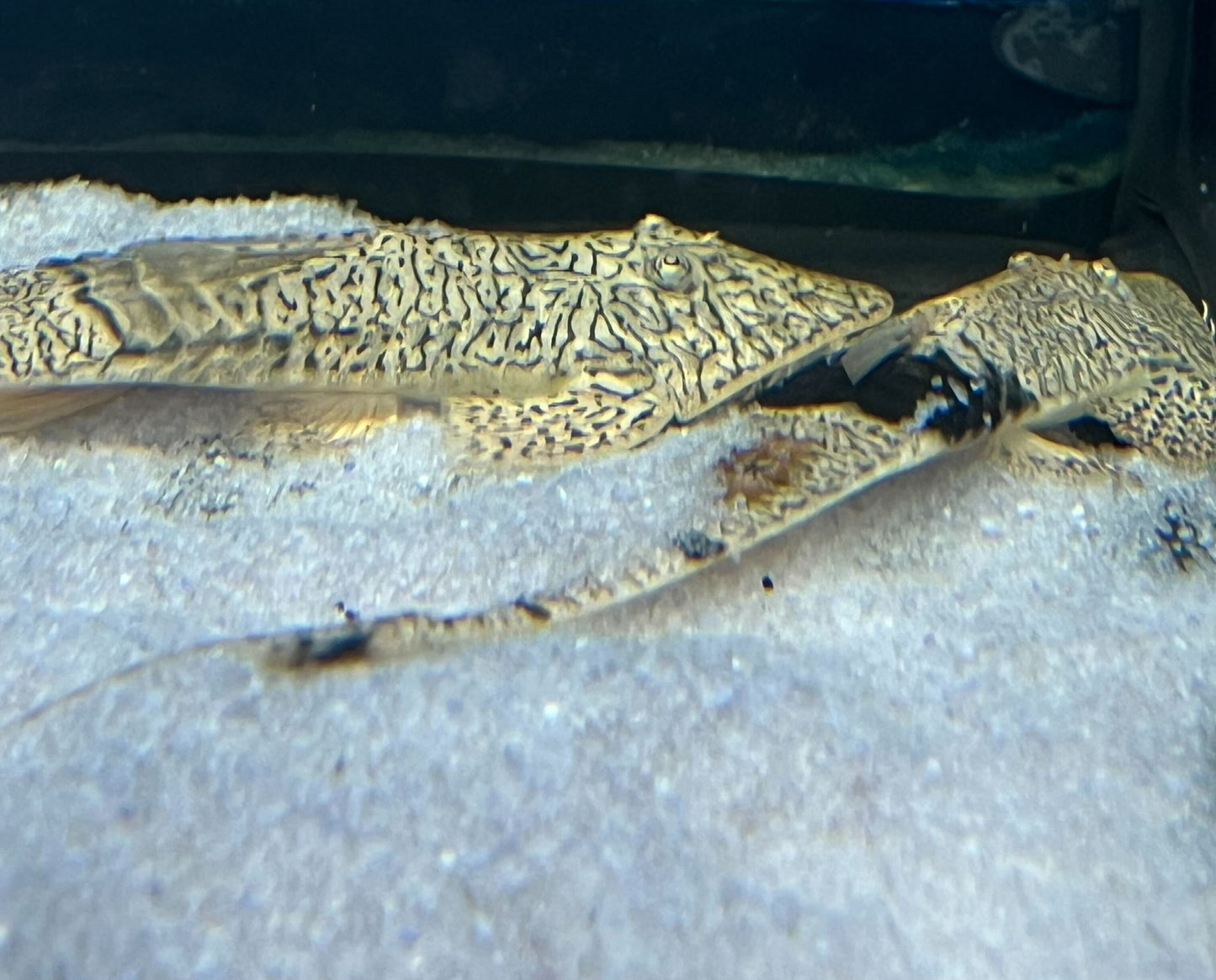 Chameleon Whiptail "Colombia"