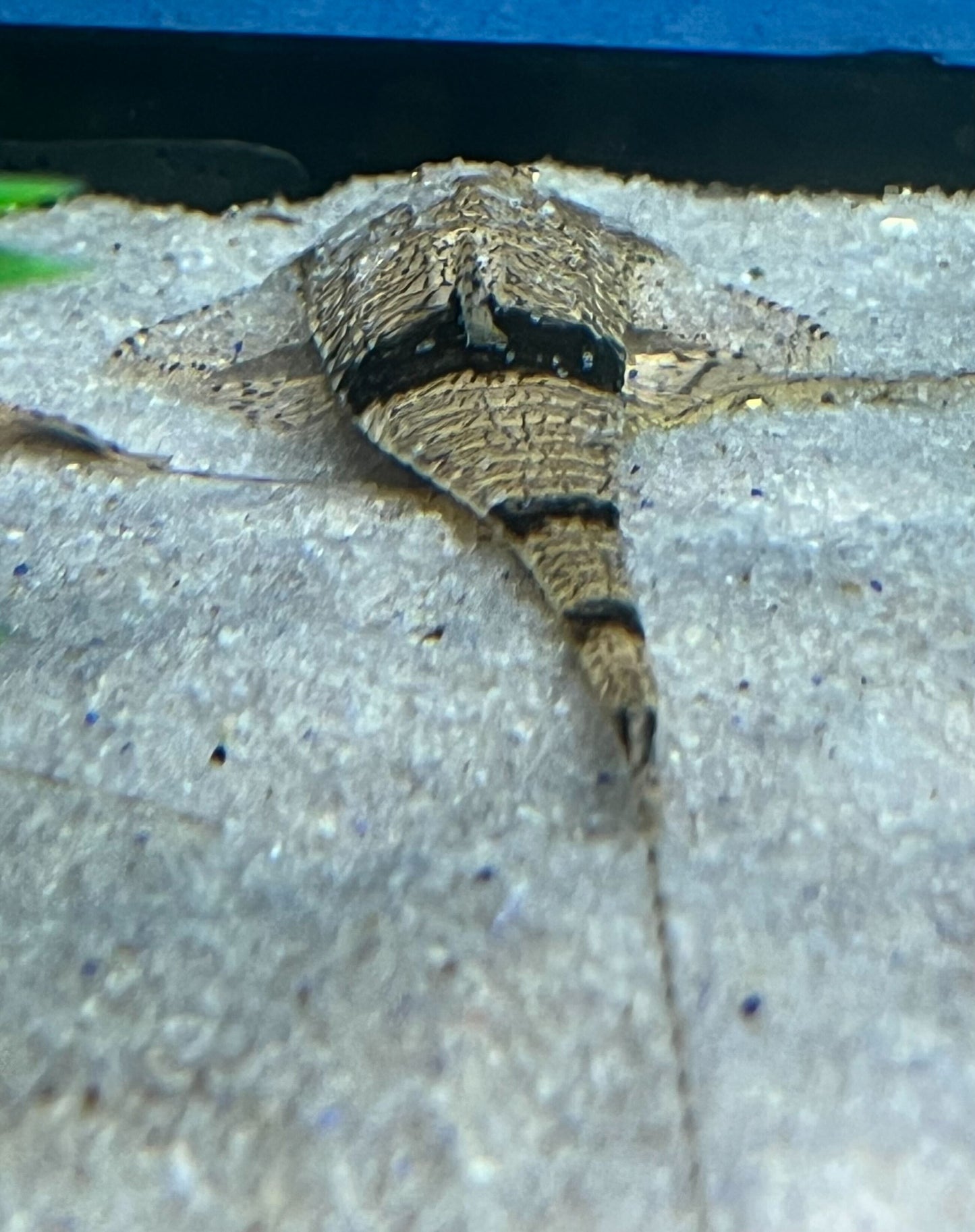 Chameleon Whiptail "Colombia"