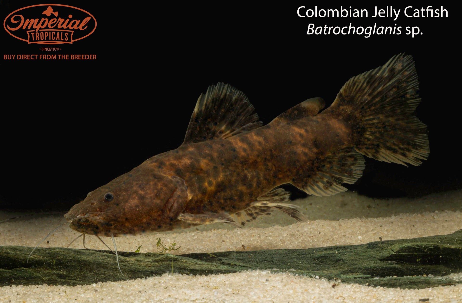 Colombian Jelly Catfish