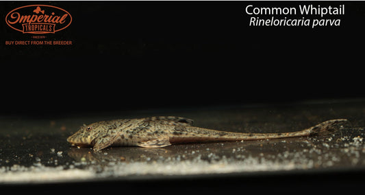 Rineloricaria parva (Common Whiptail)