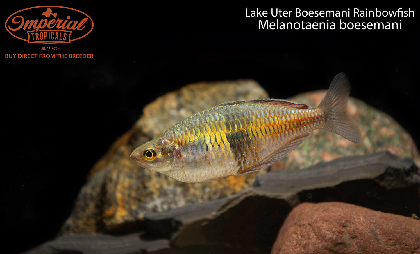 Lake Uter Boesemani Rainbowfish