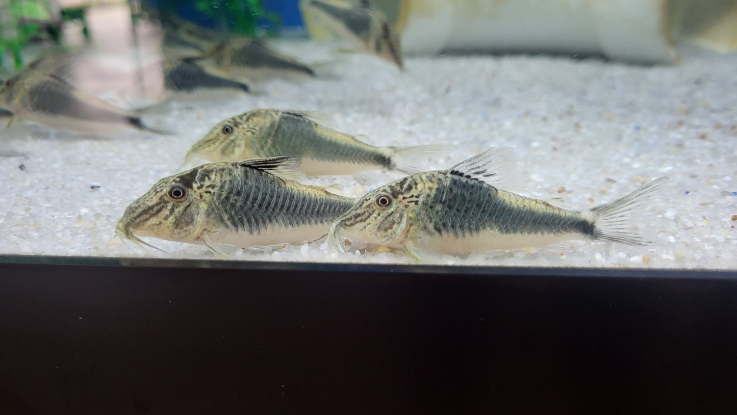 Fowler's Corydoras