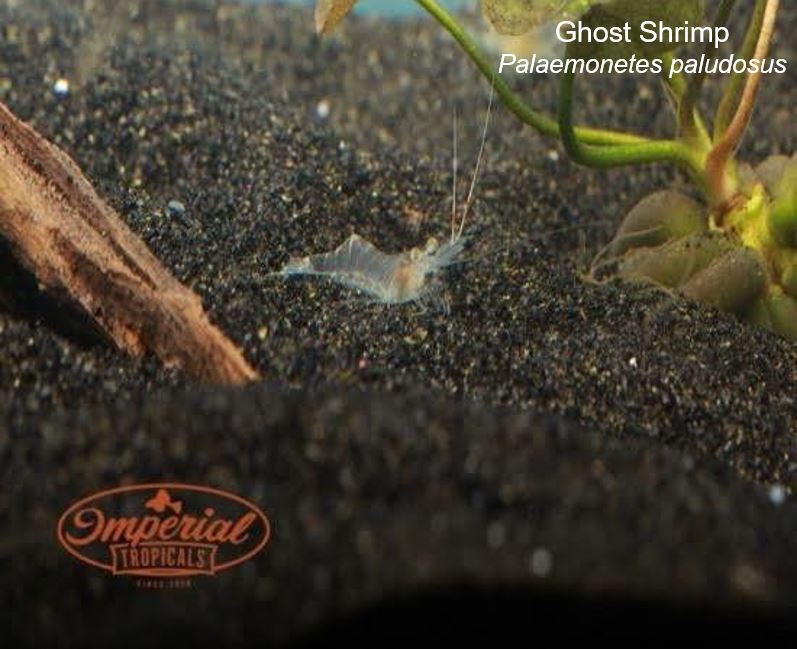 Ghost Shrimp Palaemonetes paludosus shop Imperial Tropicals