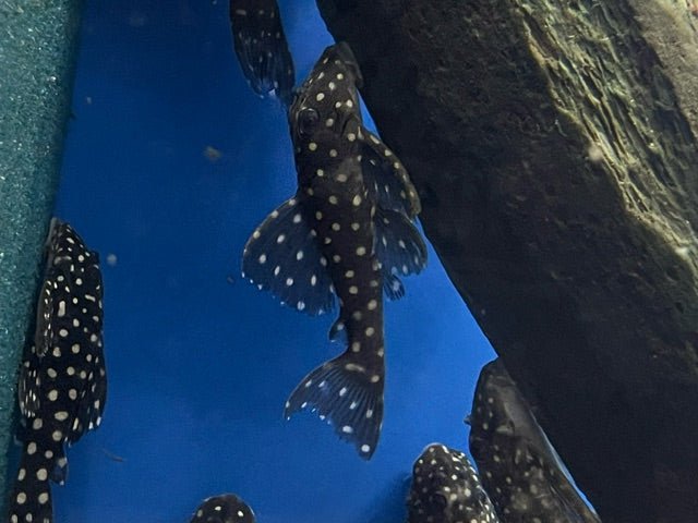 L201 Orinoco Snowball Angel Pleco