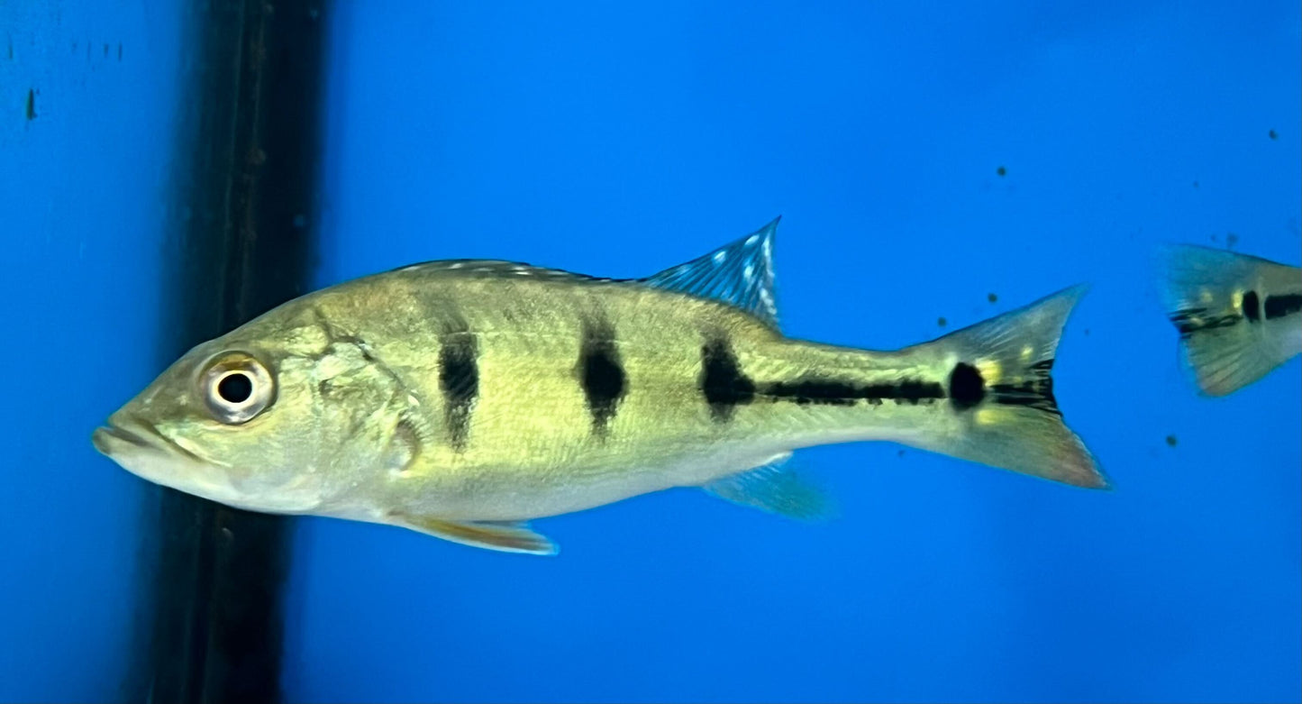24k Golden Peacock Bass