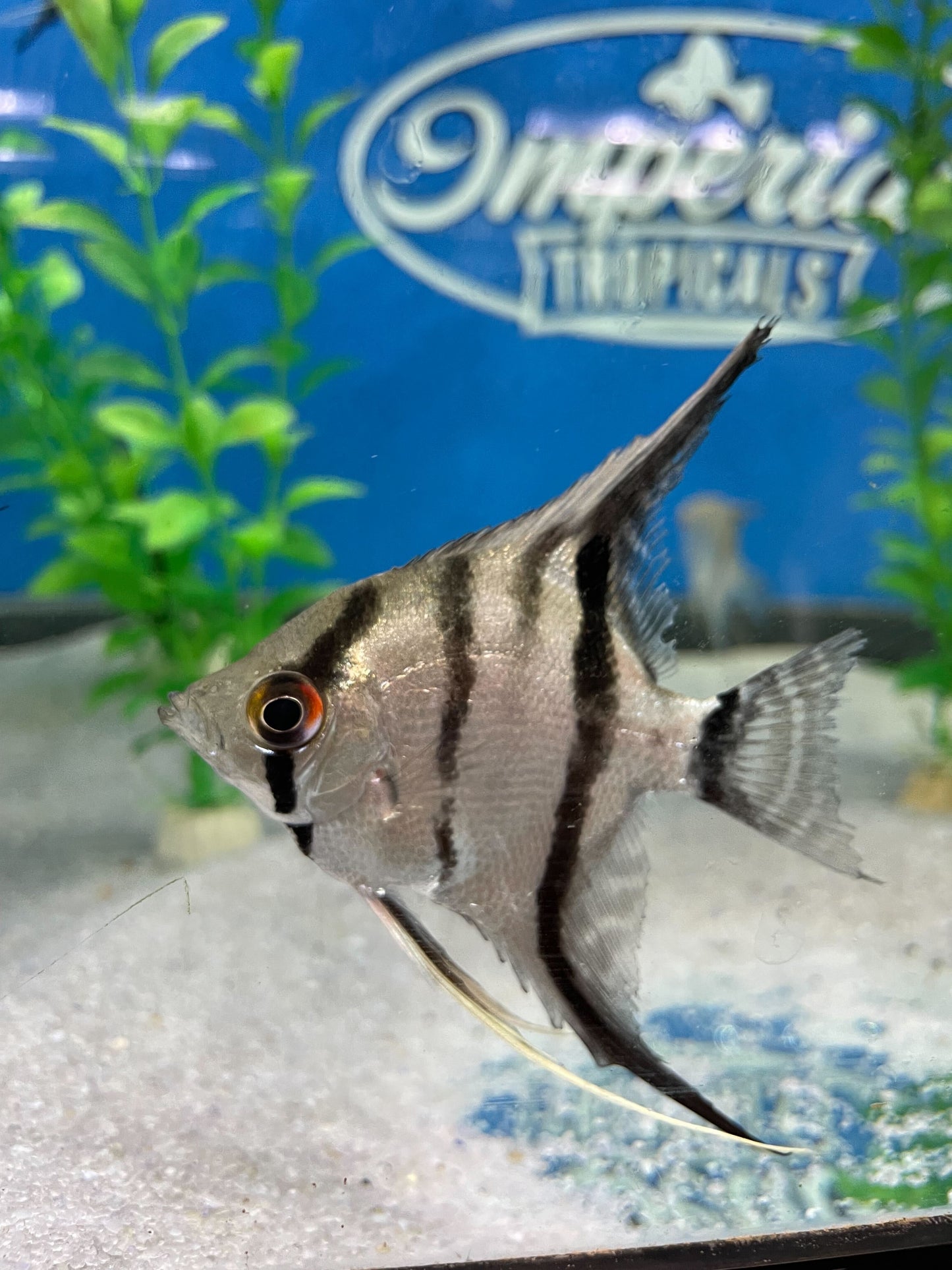 Leopold's Angelfish